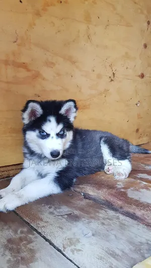 1-3 months Female Purebred Siberian Husky