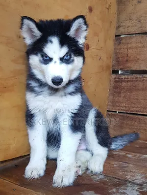 1-3 months Female Purebred Siberian Husky