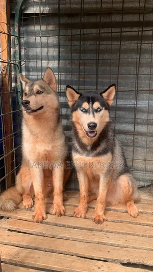 6-12 months Male Purebred Siberian Husky