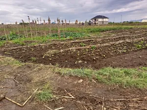 1/8th Plot for Sale in Mwariki C