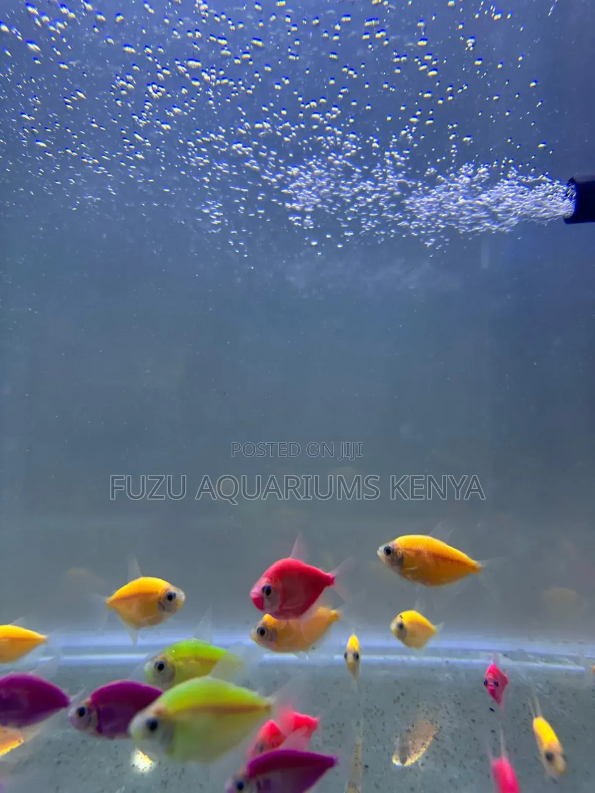 Glow Light Tetra