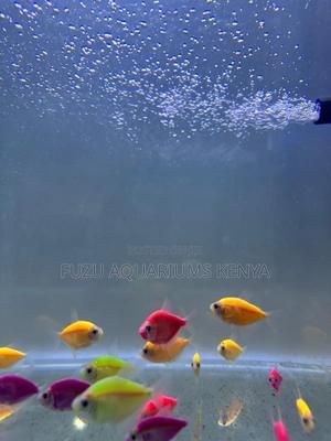 Glow Light Tetra - thumbnail 2
