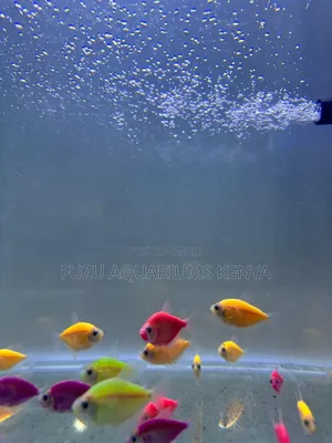 Glow Light Tetra