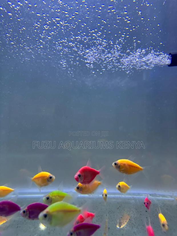 Glow Light Tetra - main view