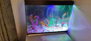 Full Set Aquarium With 10fish - thumbnail 2