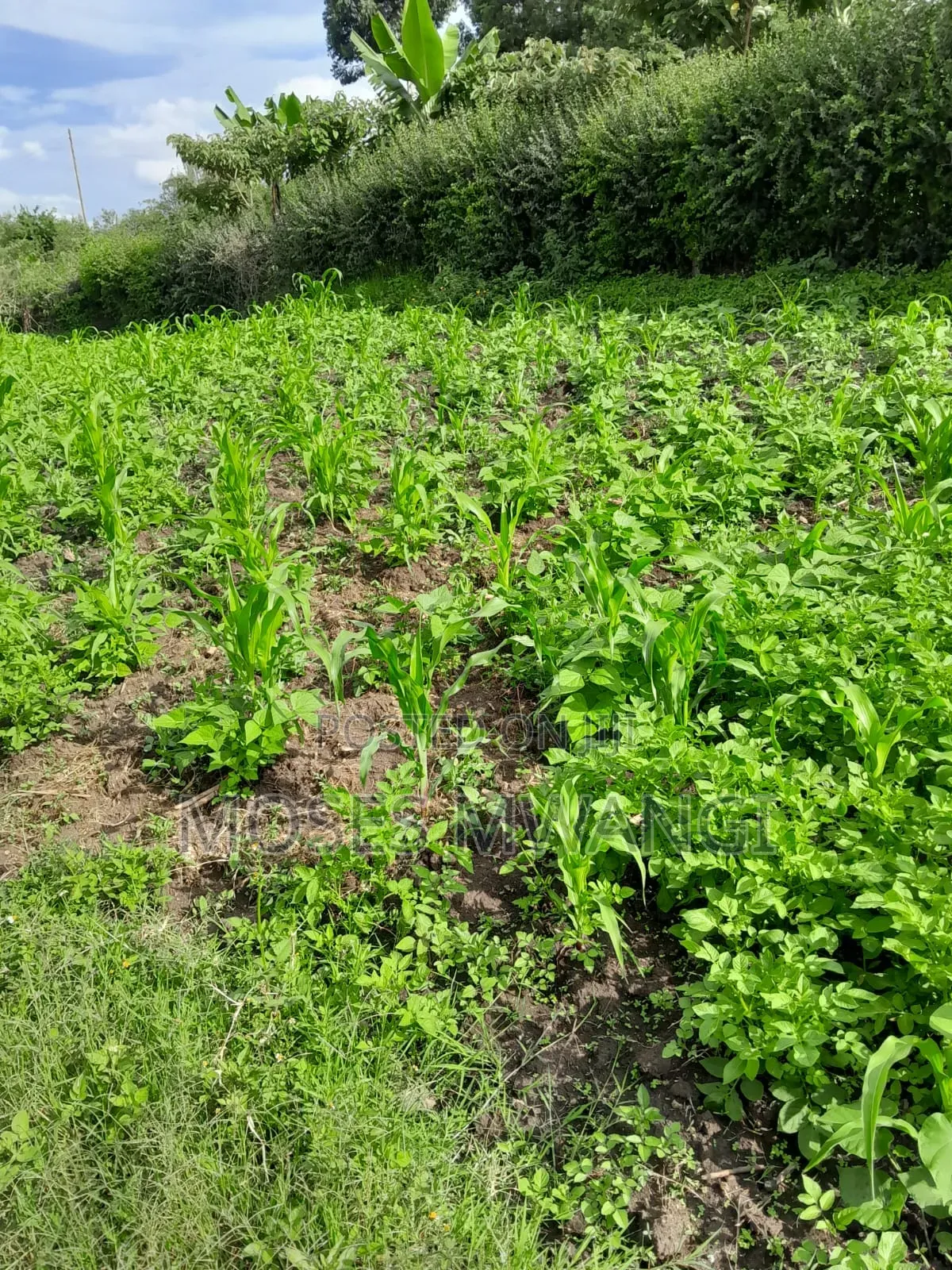Muthiga Regen Quick Sale 1/4 Acre