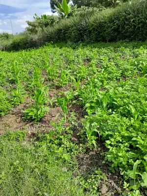 Muthiga Regen Quick Sale 1/4 Acre