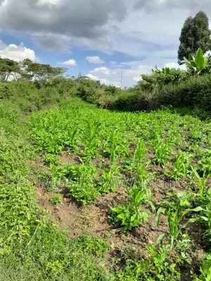 Muthiga Regen Quick Sale 1/4 Acre
