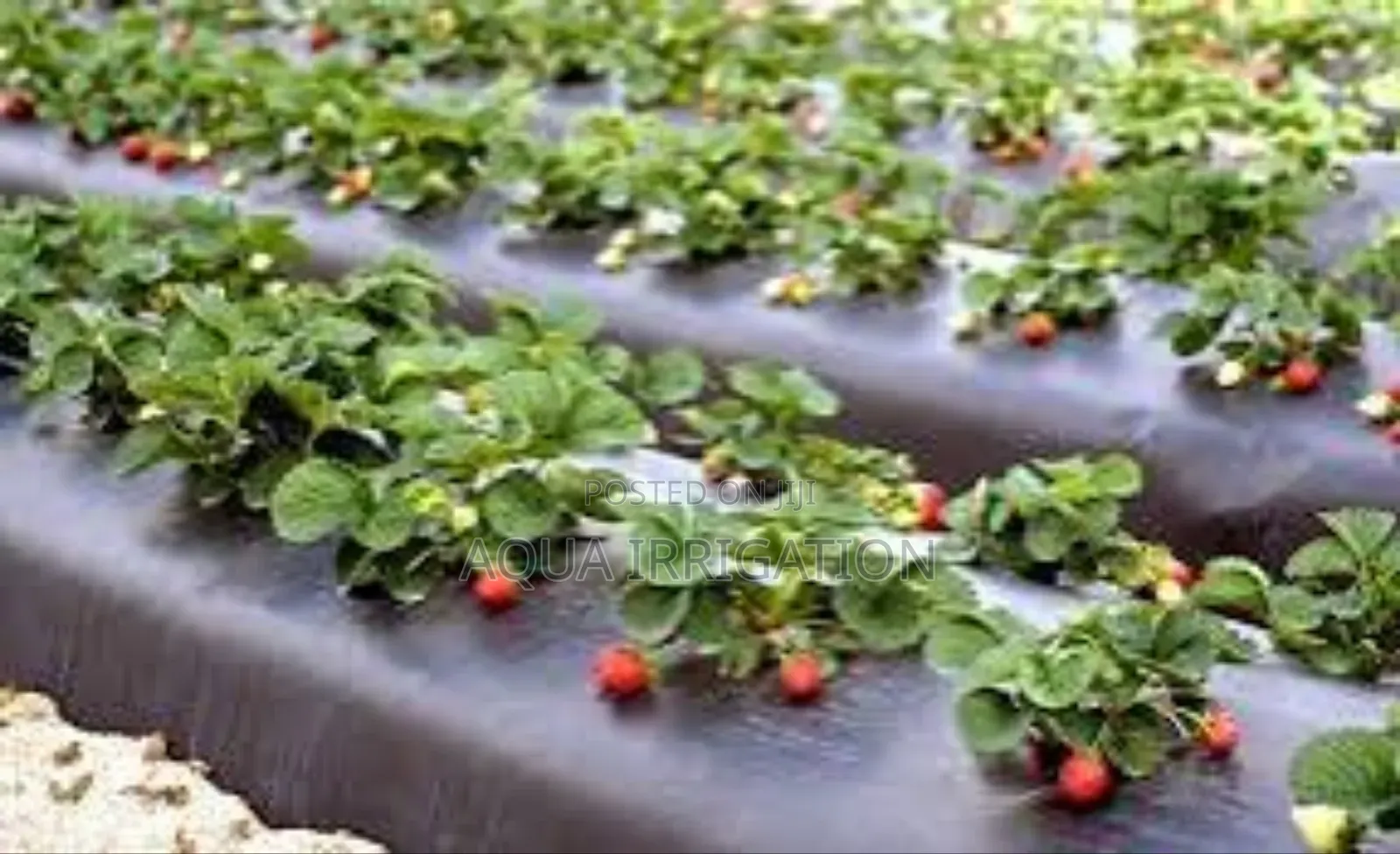 Eco-Friendly Mulch Film Paper for Sustainable Farming