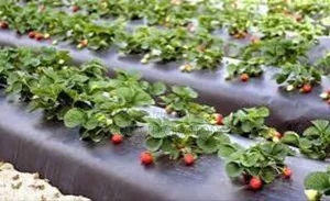 Eco-Friendly Mulch Film Paper for Sustainable Farming