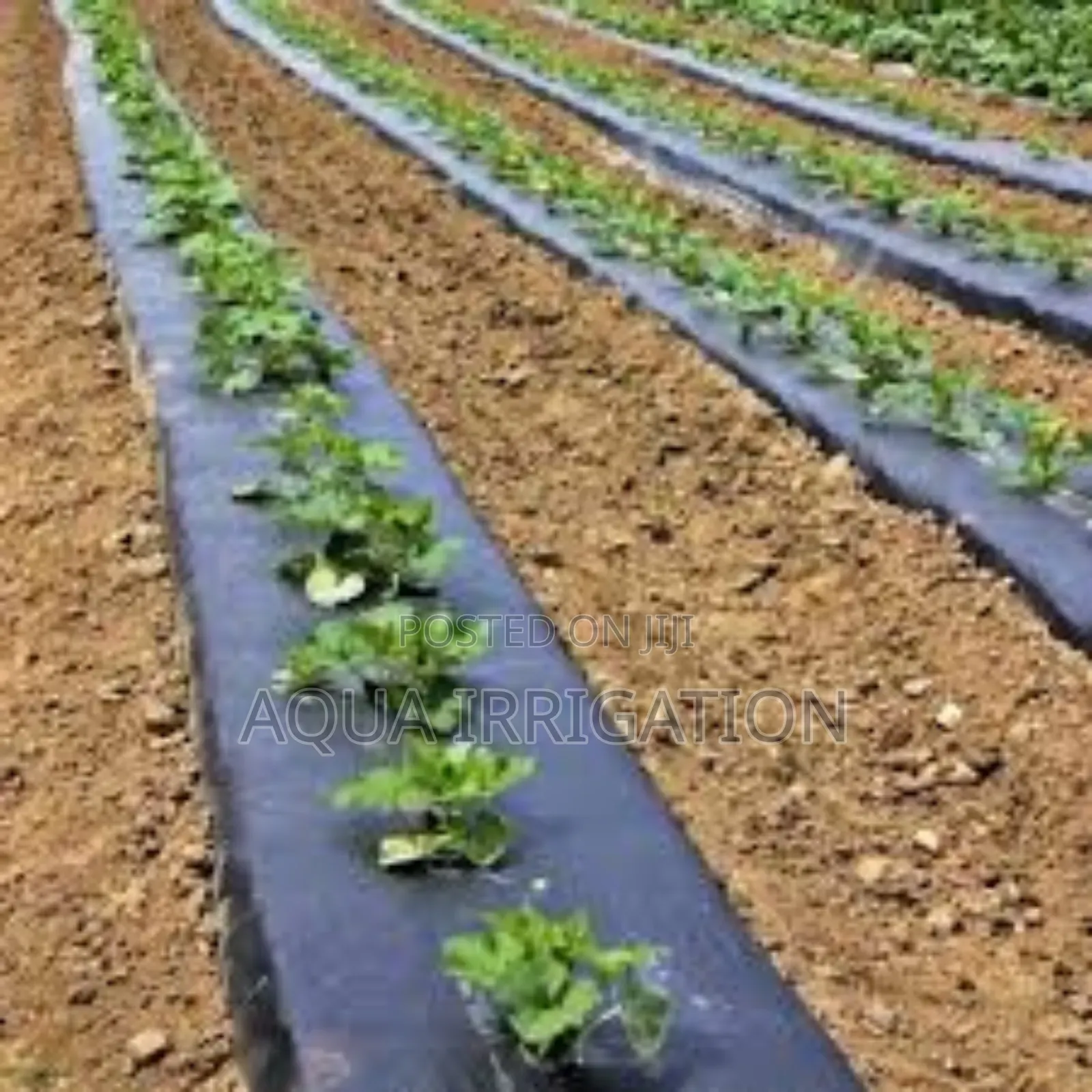 Innovative Applications of Mulch Films in Agriculture