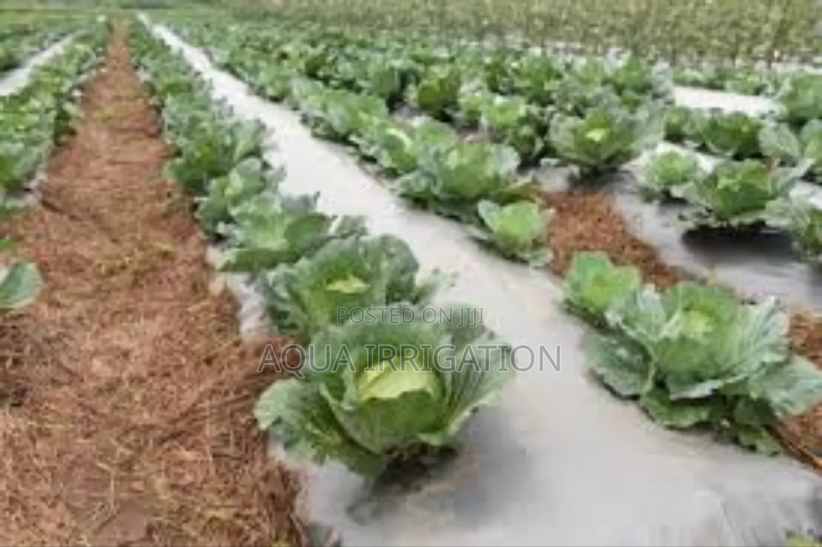 Types of Mulch Films and Their Effectiveness