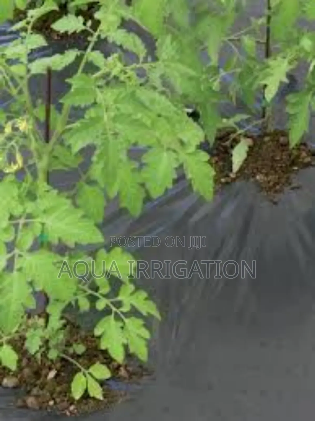 Mulch Films: A Key to Efficient Water Conservation