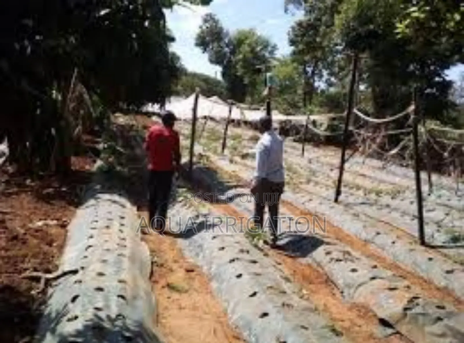 Biodegradable Mulch Films: The Future of Agriculture
