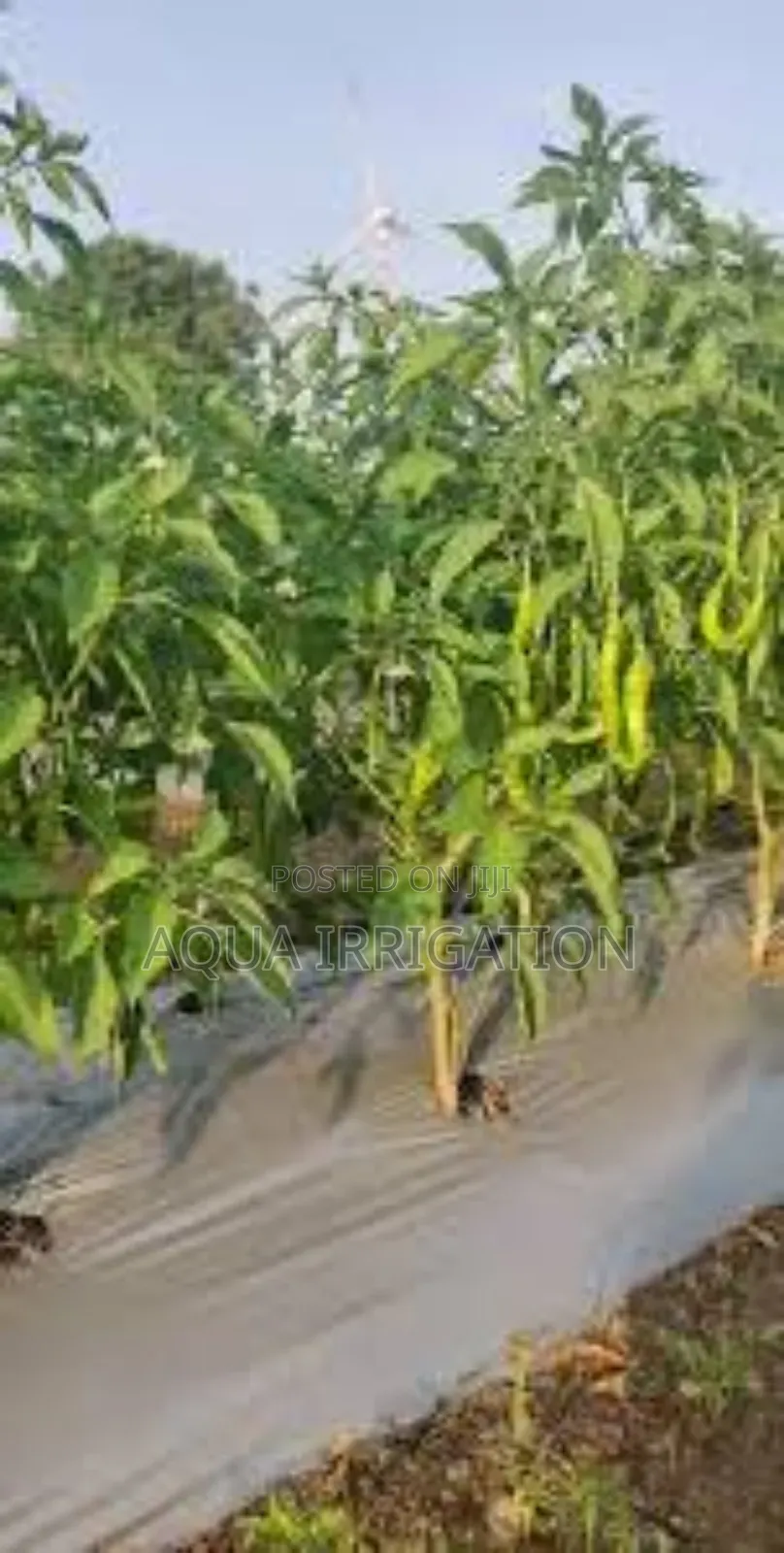 Economic Benefits of Using Mulch Films in Crop Production