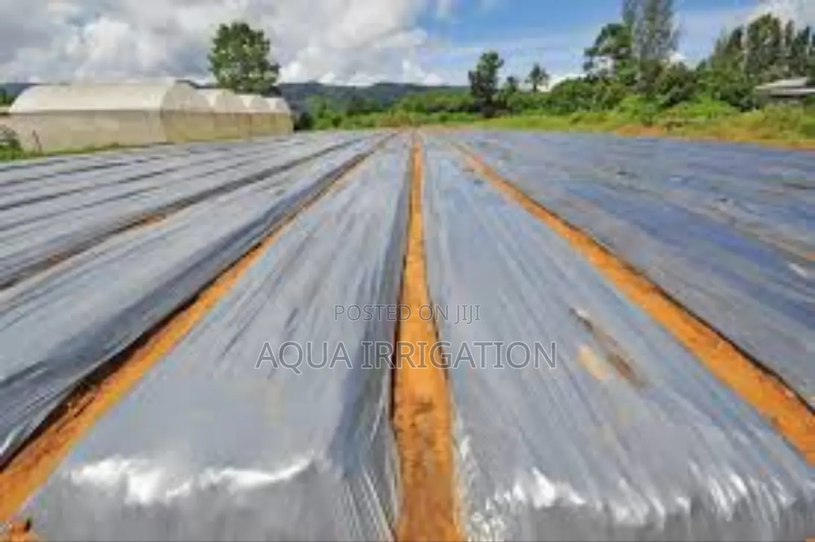 Assessing the Impact of Mulch Films on Weed Control