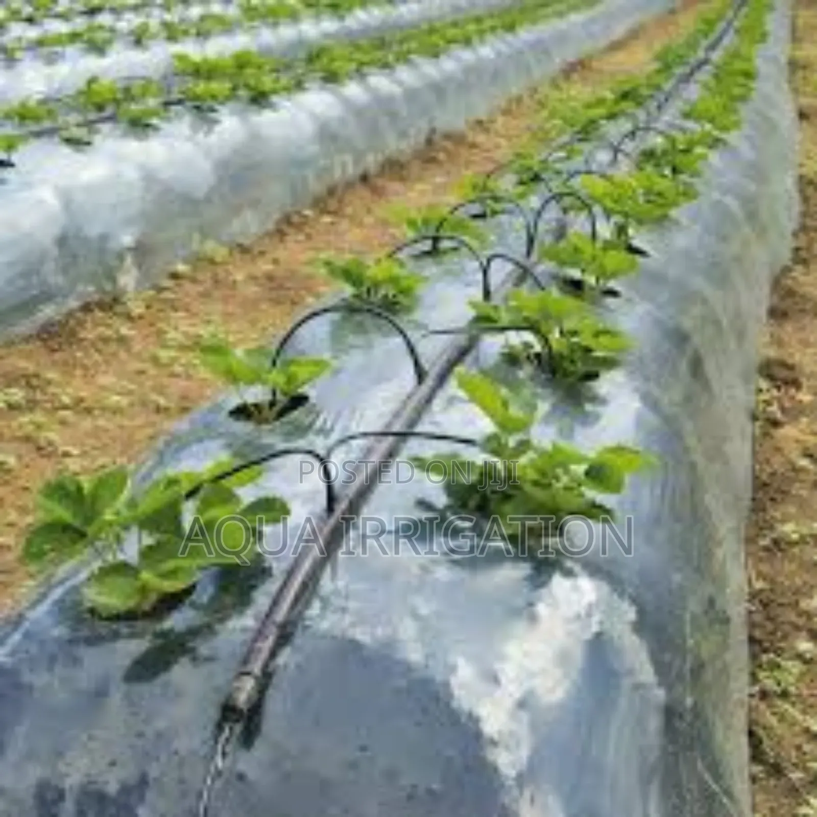 Mulch Films: Protecting Crops From Extreme Weather