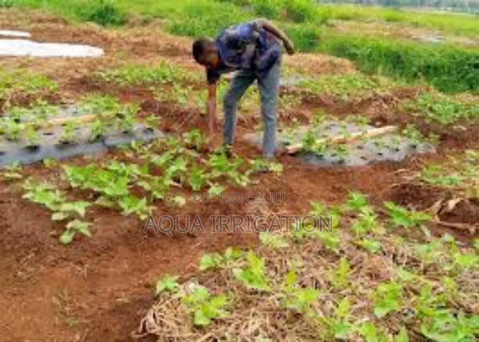 Mulch Films in Organic Farming: Pros and Cons