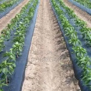 The Effectiveness of Reflective Mulch Films in Pest Control