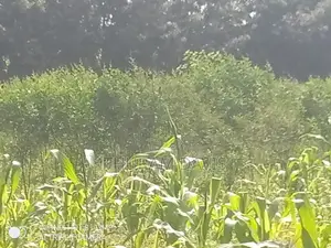1 Acre Ruiri