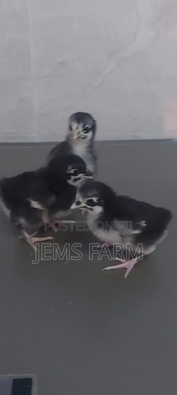 Black Australorp Day Old Chicks - thumbnail 8