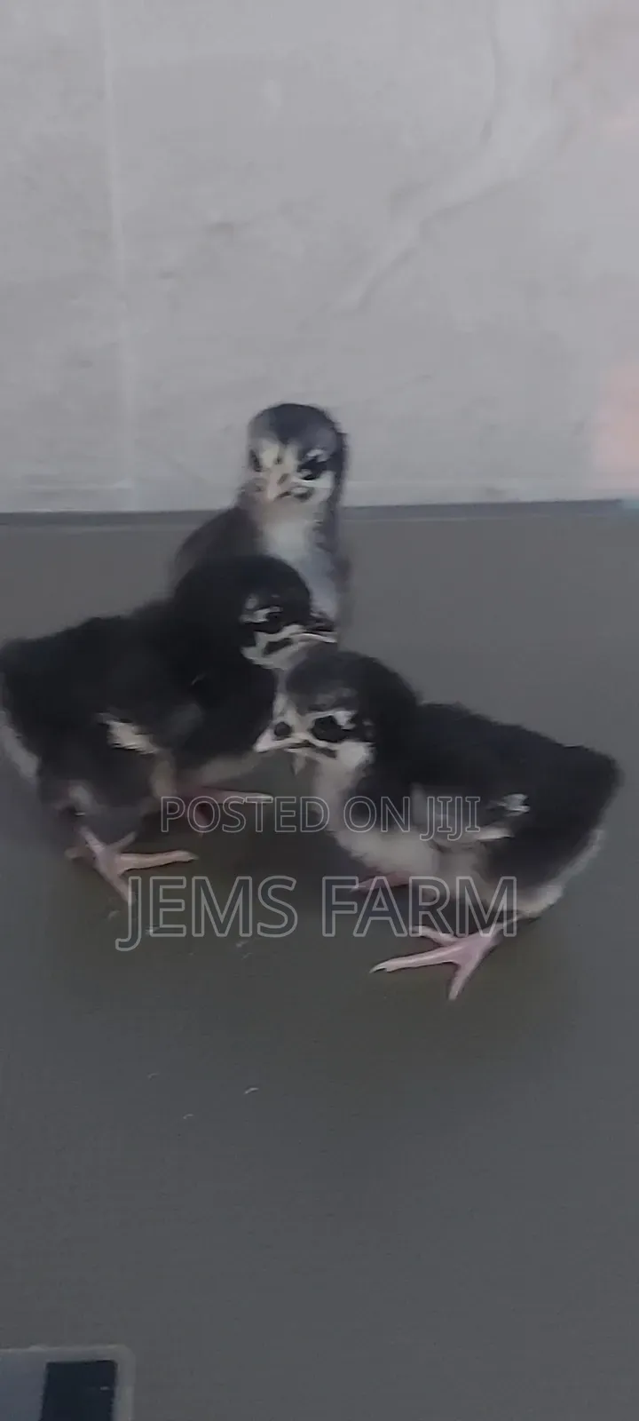 Black Australorp Day Old Chicks