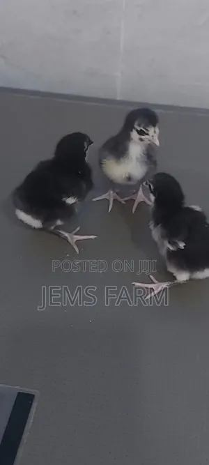 Black Australorp Day Old Chicks