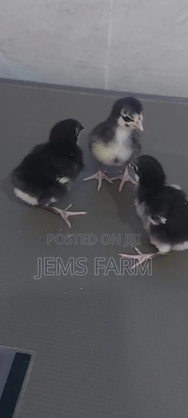 Black Australorp Day Old Chicks - main view