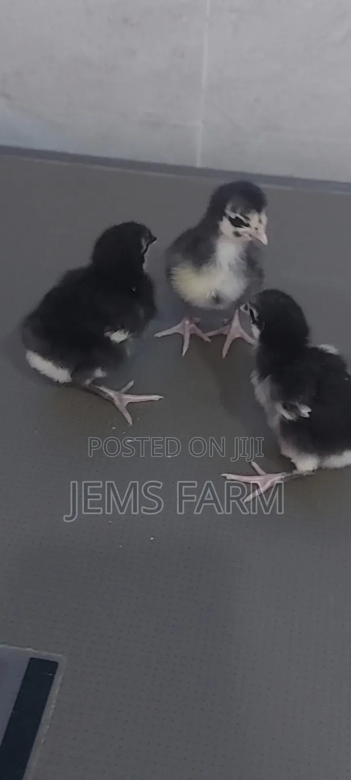 Black Australorp Day Old Chicks