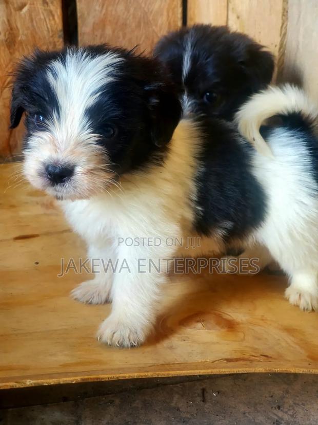 1-3 months Male Purebred Havanese
