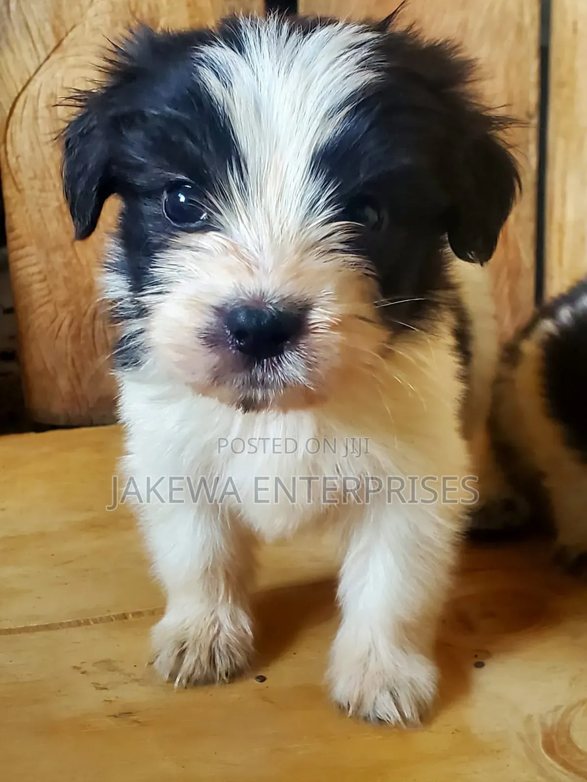 1-3 months Male Purebred Havanese