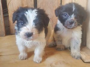 1-3 months Female Purebred Havanese - thumbnail 2