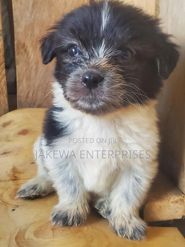 1-3 months Female Purebred Havanese - thumbnail 3