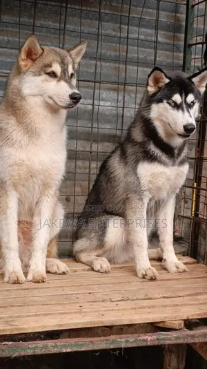6-12 months Male Purebred Siberian Husky