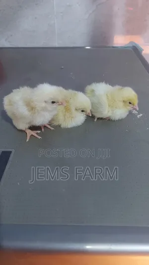 Light Sussex Day Old Chicks