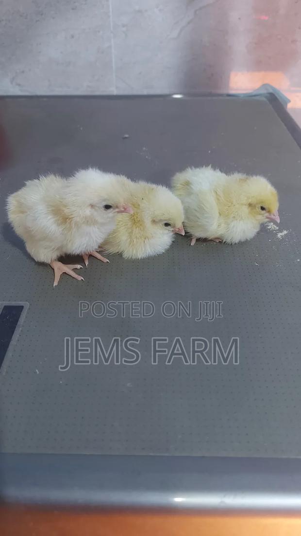 Light Sussex Day Old Chicks - main view