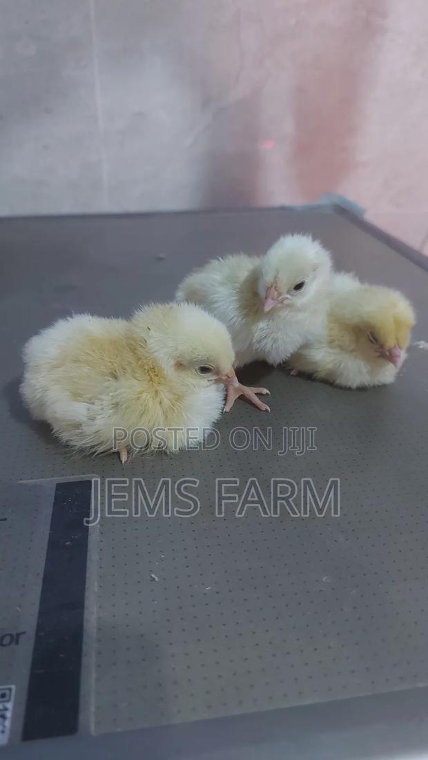 Light Sussex Day Old Chicks - thumbnail 8