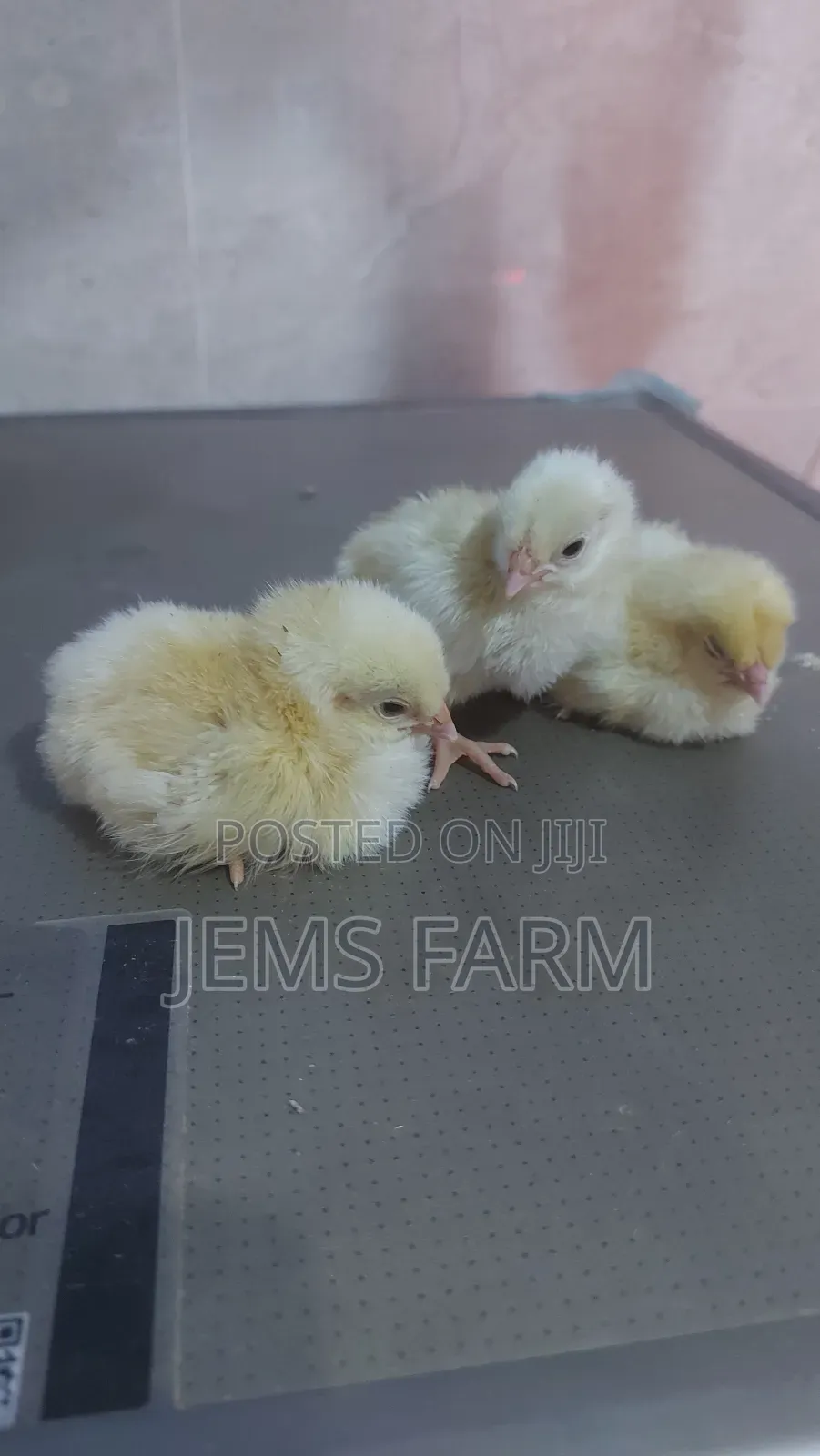 Light Sussex Day Old Chicks