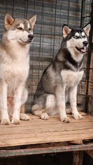 6-12 months Male Purebred Siberian Husky