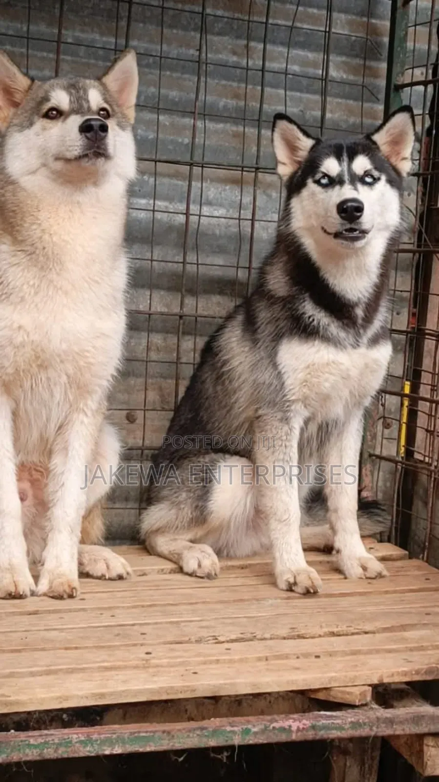6-12 months Male Purebred Siberian Husky