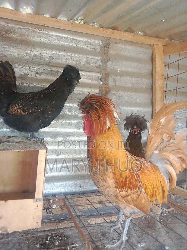 Polish Eggs - main view