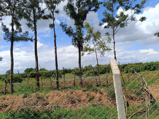 Joy Gardens - main view