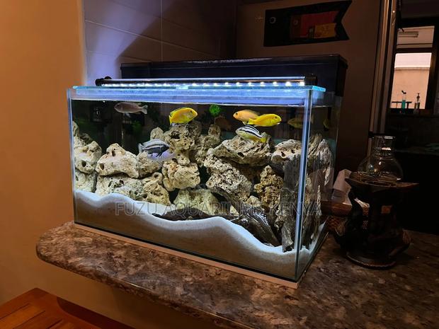 Coral Aquarium With Beautiful Set Up