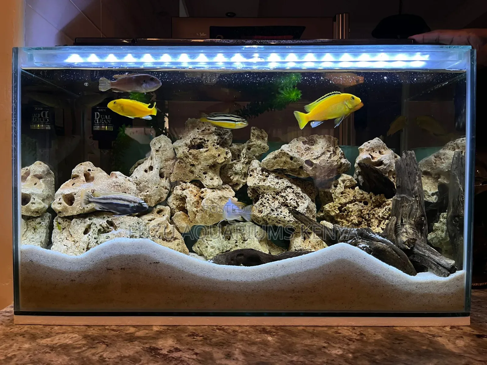 Natural Coral Aquarium