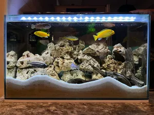 Natural Coral Aquarium