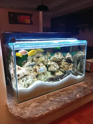Classic Coral Aquarium