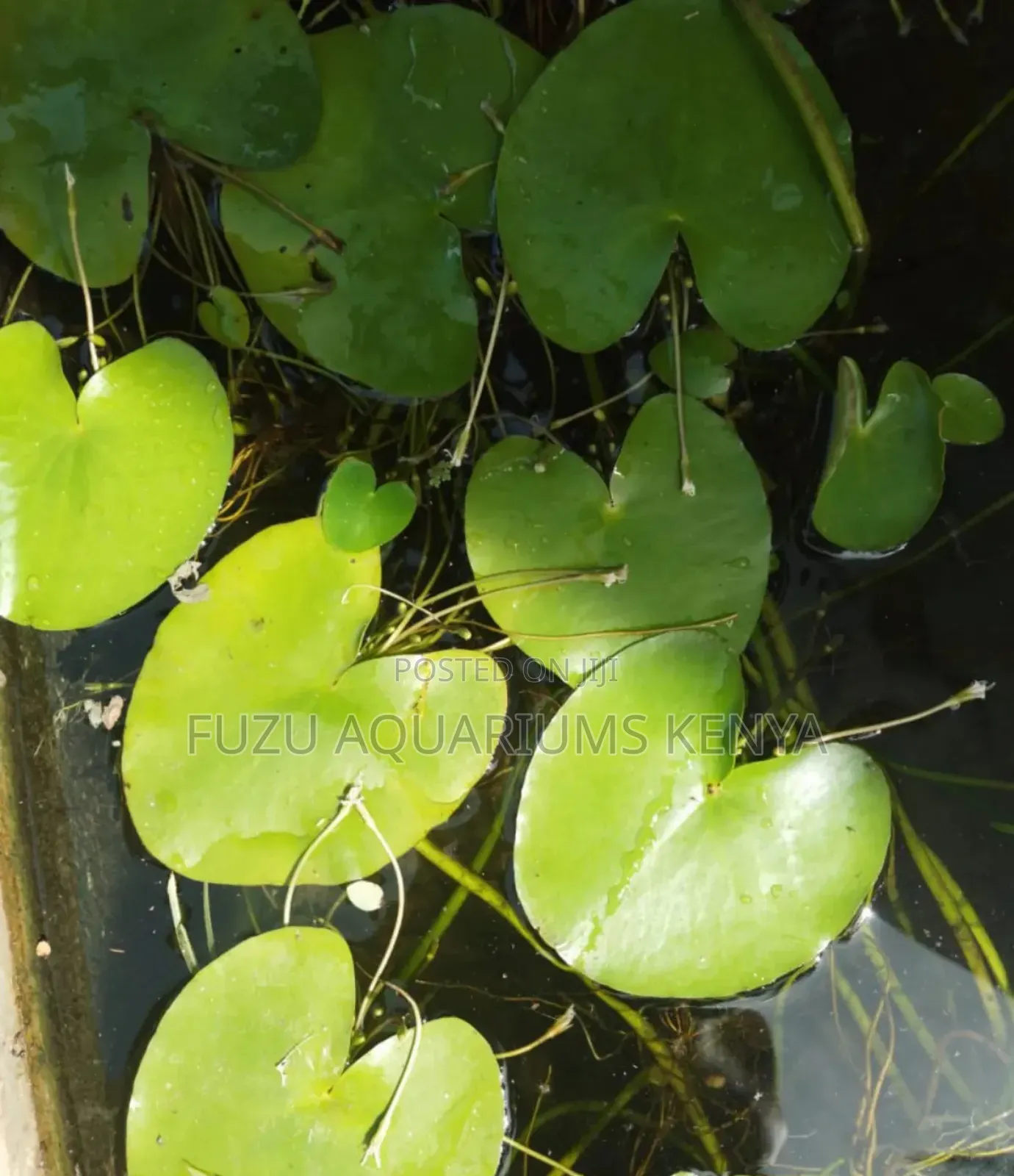 Water Lilies