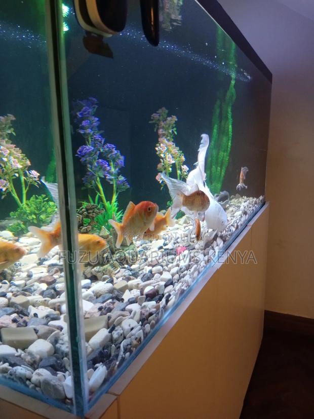 Lengthy Aquarium With Beautiful Fish and Deco