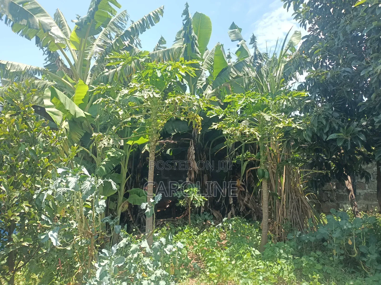 A Developed Farm Plot for Sale in Wanyororo B