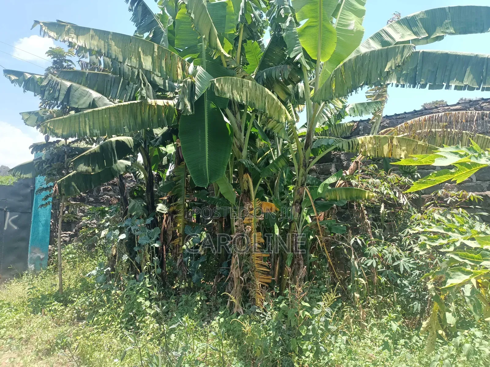 A Developed Farm Plot for Sale in Wanyororo B
